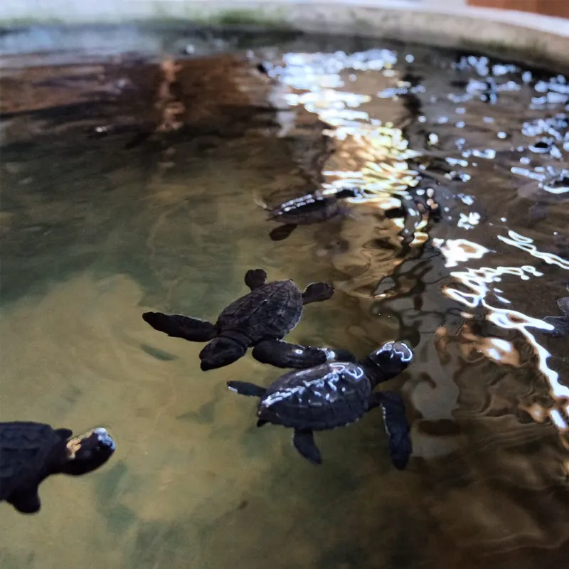 Sea Turtle Hatchery image